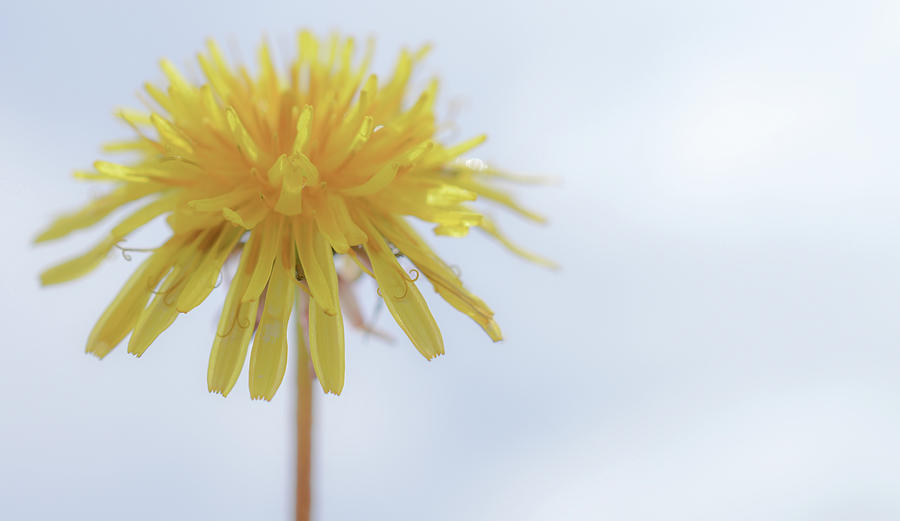 A wishing flower Photograph by Jennifer Wallace