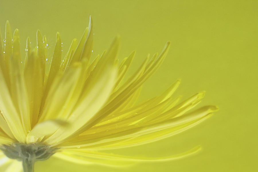 A Yellow Flower Against Yellow Backdrop Photograph by Images By Debbie Wibowo