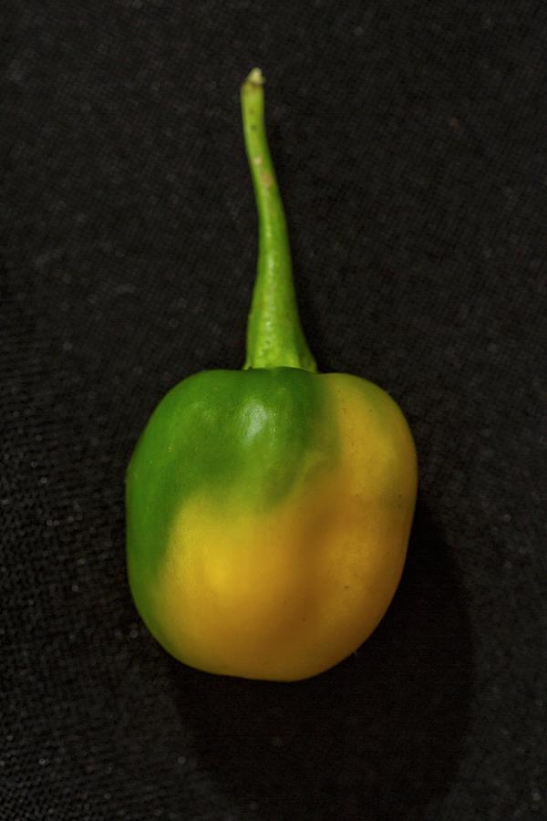 A Yellow Habanero Chilli Pepper Photograph by Alfonso Calero