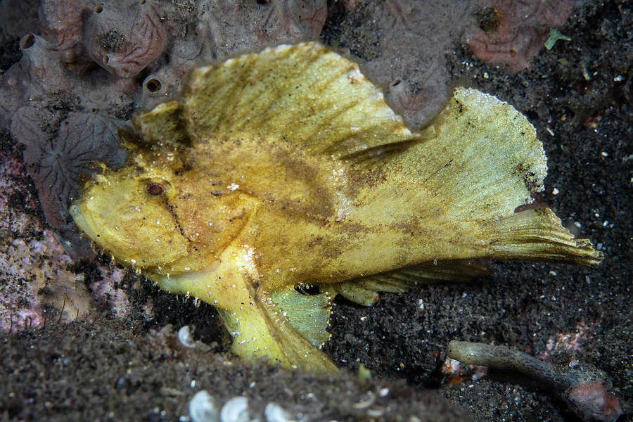 A Yellow Leaf Fish Taenianotus Photograph by Ethan Daniels