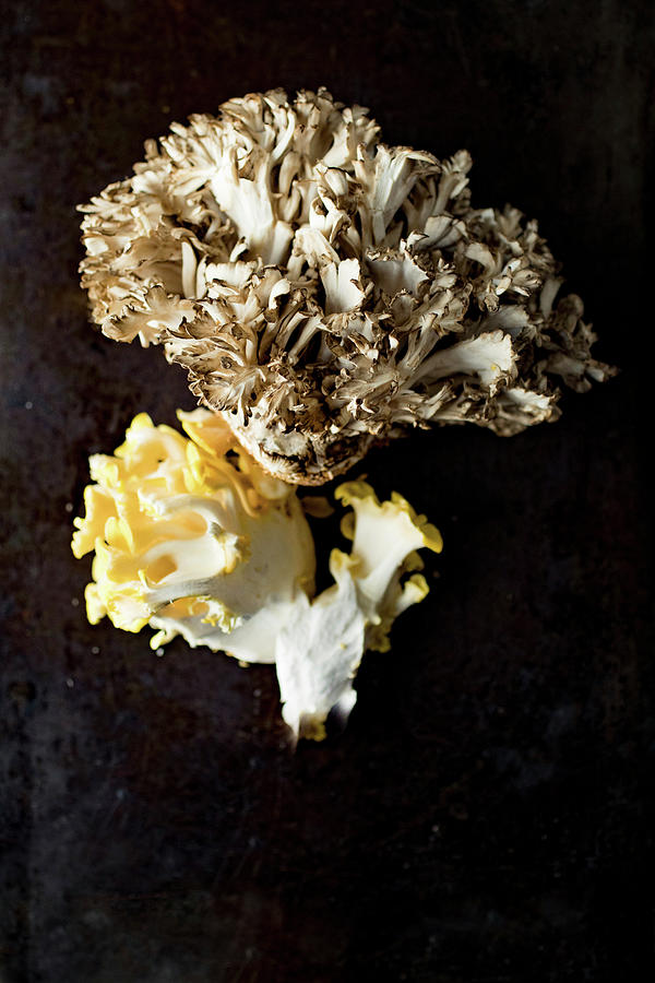 A Yellow Oyster Mushroom And A Maitake Mushroom Photograph by Eising Studio