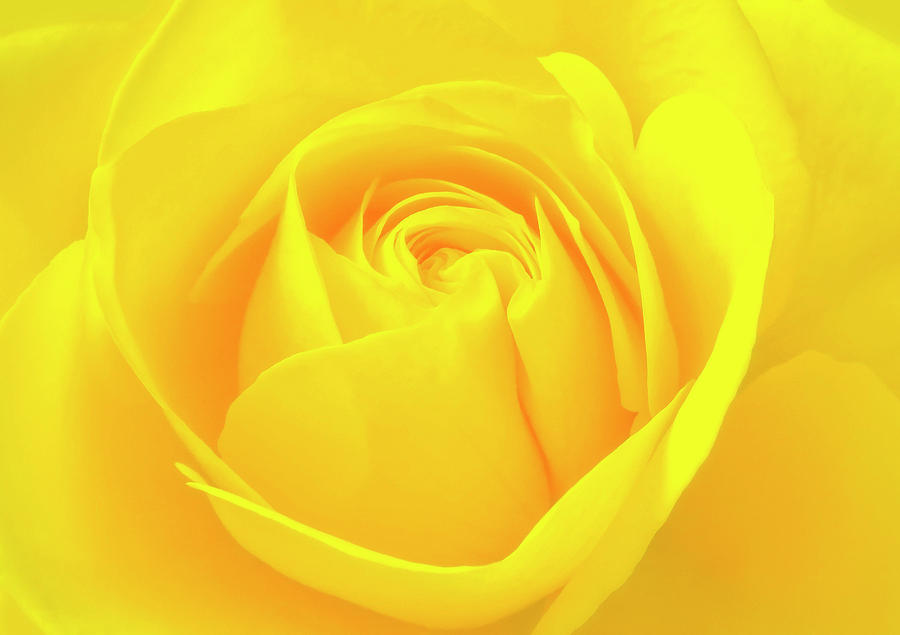 A Yellow Rose For Joy And Happiness Photograph by Johanna Hurmerinta