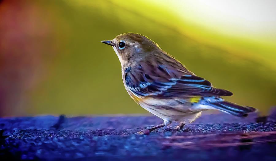 A Yellow Rumped Warbler Visitor Digital Art by Ed Stines