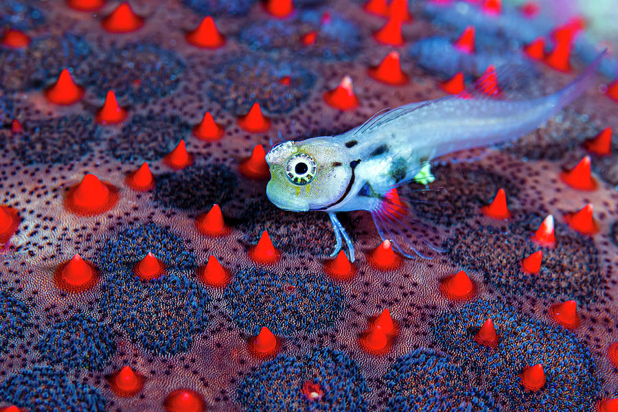 A Young Blenny On The Back Of A Sea Photograph by Bruce Shafer