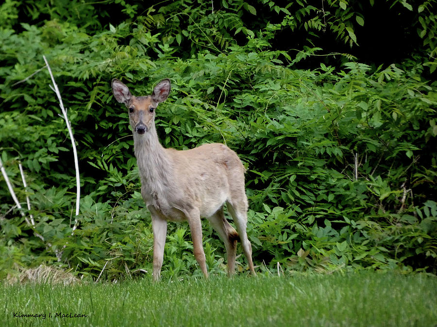 A Young Deer in the Field Photograph by Kimmary MacLean