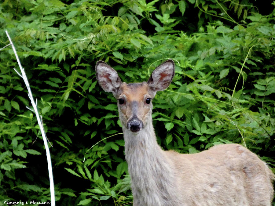 A Young Deer Photograph by Kimmary MacLean