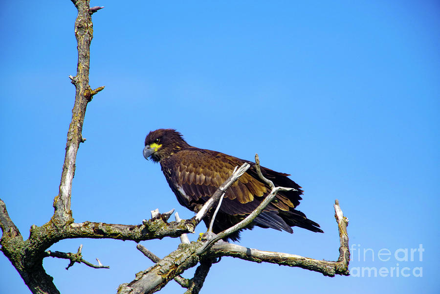 A Young Eagle In A Tree Photograph