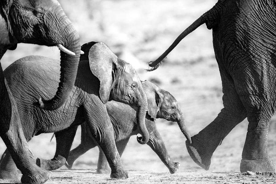 Animal Photograph - A Young Elephant And Protective Herd by Ben McRae