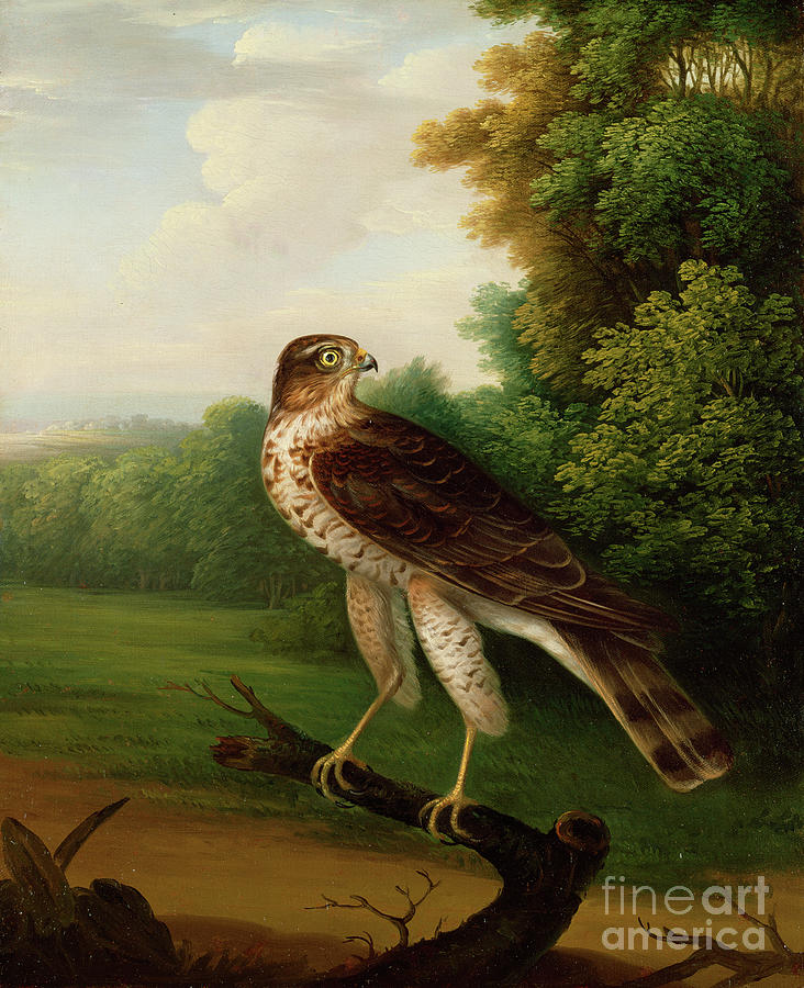 A Young Female Hawk, One Year Old Painting by Robert Wilkinson Padley