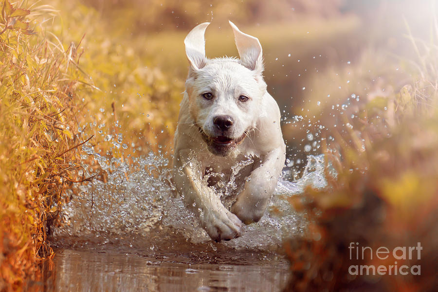 Drop Photograph - A Young Labrador Retriever Dog by Manushot Drop Photograph - A Young Labrador Retriever Dog by Manushot