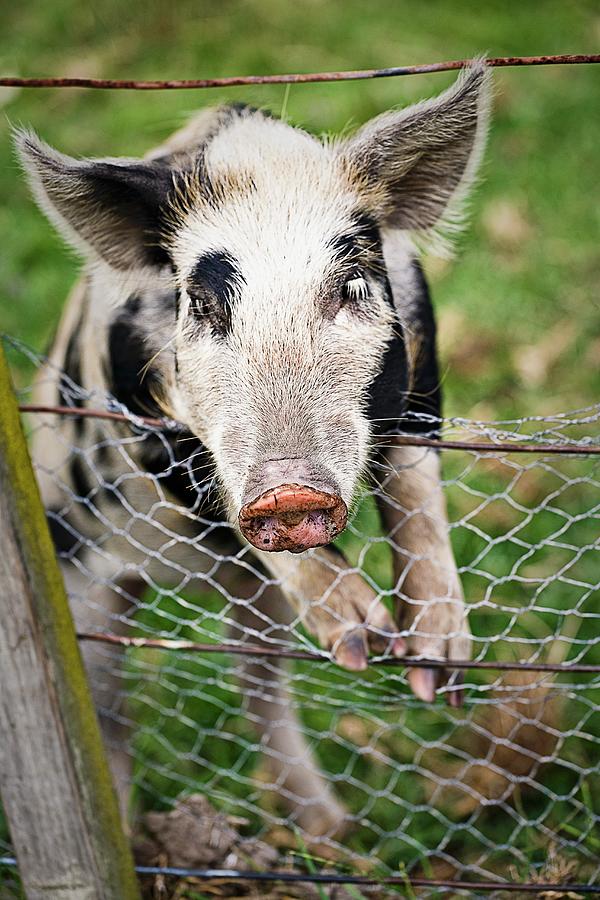 Pig Photograph - A Young Pig Hanging Over A Fence by The Food Union