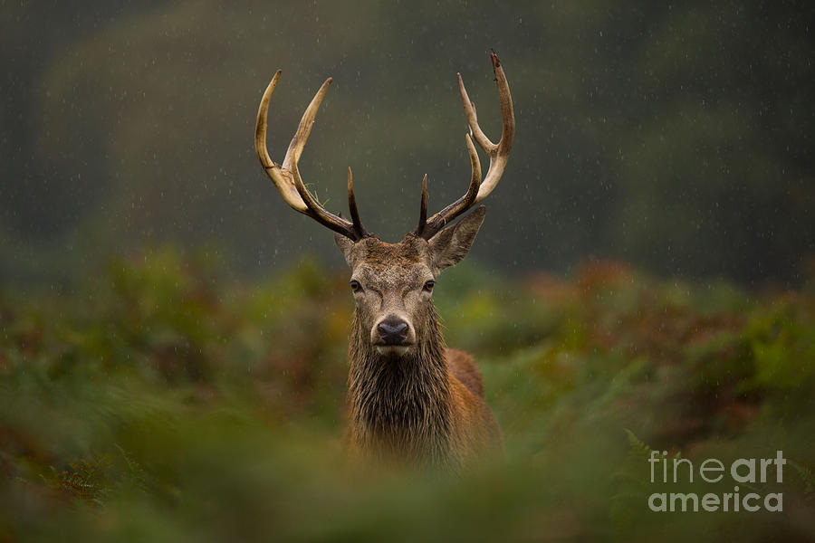 Deer Photograph - A Young Red Deer Stag by Andrew Swinbank