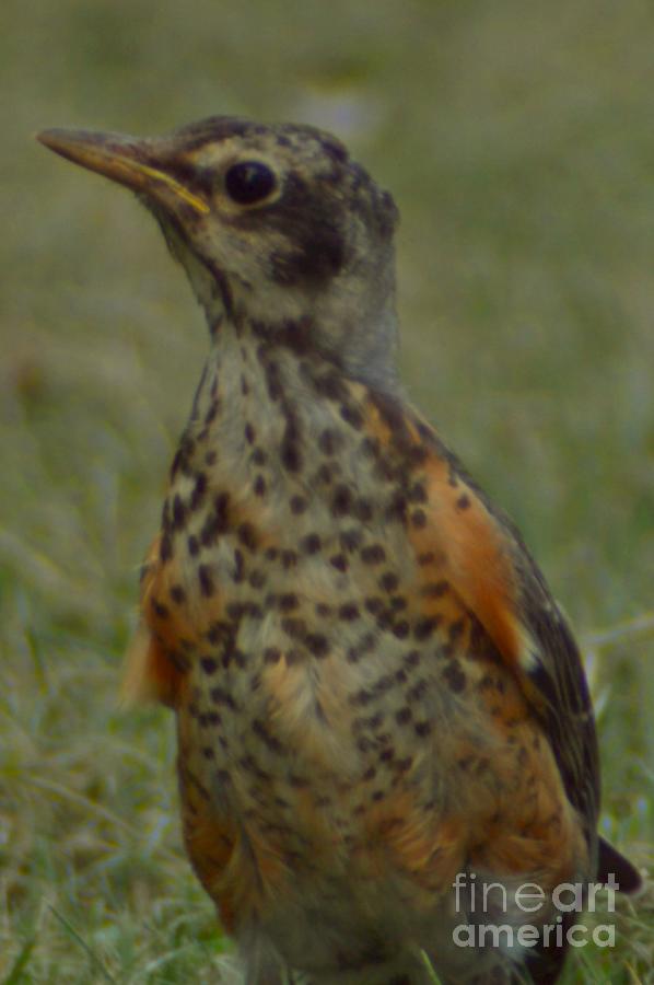 A Young Robin by Sheila Lee A Young Robin by Sheila Lee