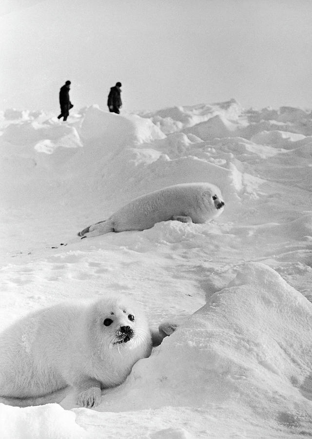 A Young Seals From Greenland In Siberia Photograph by Keystone-france