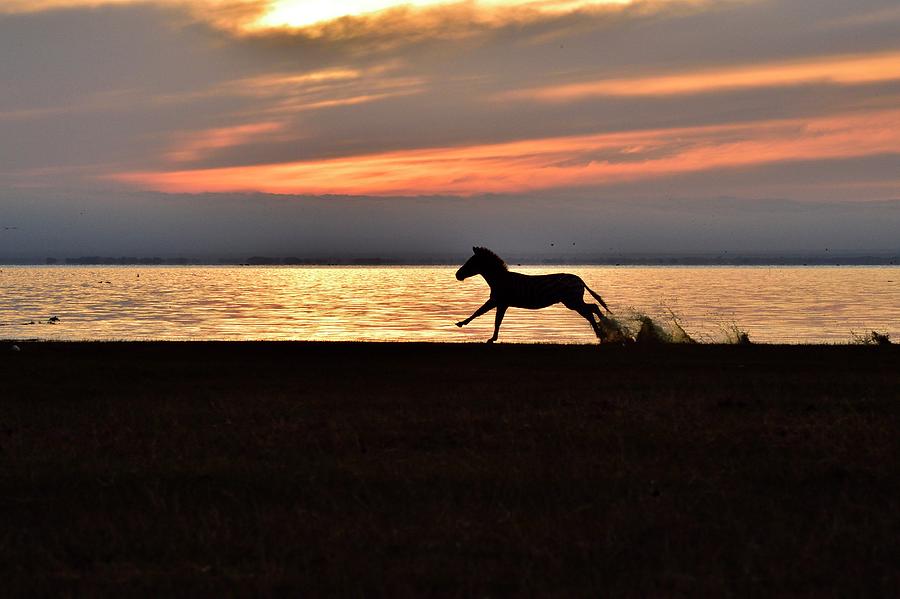 Wildlife Photograph - A Zebra At Lake Manyara At Sunrise by Cavan Images
