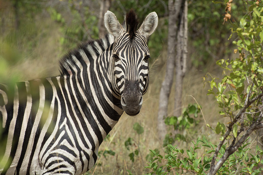 A Zebras Glance Photograph by Mark Hunter