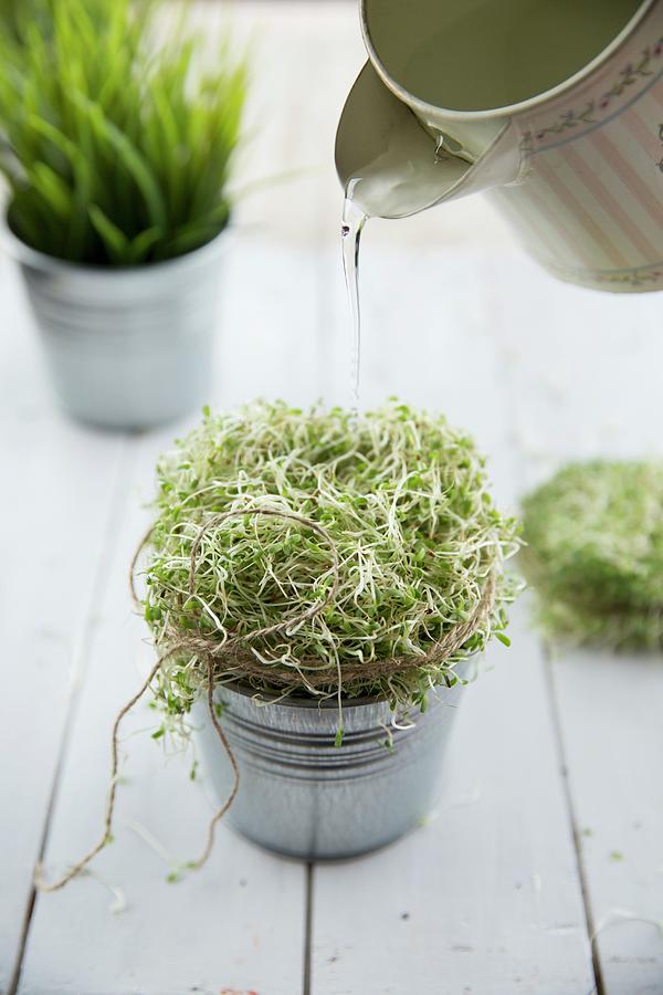 A Zinc Pot Of Alfalfa Sprouts Being Watered Photograph by Elle Brooks