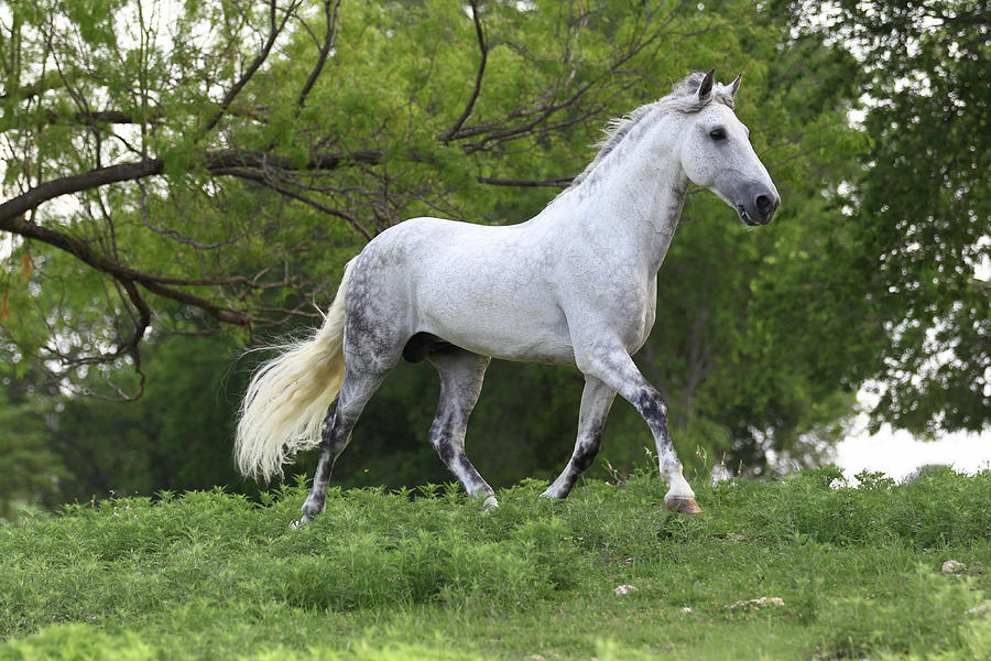 Horse Photograph - A21c0054 Andalucian Stallion-galan-chapel Creek Ranch, Tx by Bob Langrish