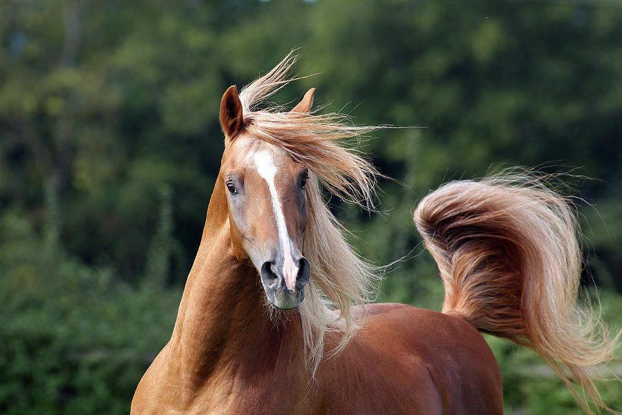 Horse Photograph - A21c1832 Arab Stallion, Pearl Island Arabians, Uk by Bob Langrish
