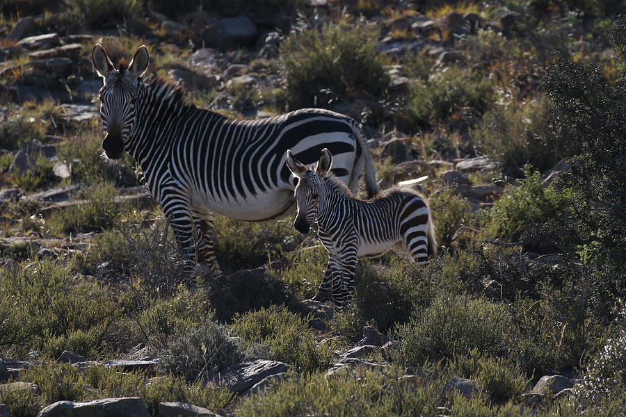 Zebra Photograph - A21c2085zebra - Cape Mountain by Bob Langrish