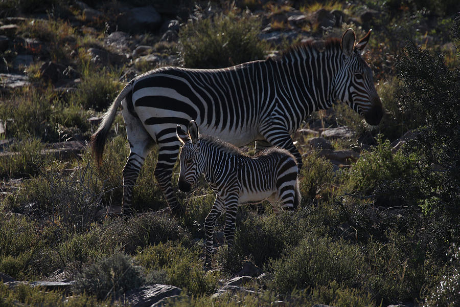 Zebra Photograph - A21c2090zebra - Cape Mountain by Bob Langrish