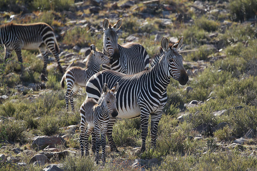 Zebra Photograph - A21c2127zebra - Cape Mountain by Bob Langrish