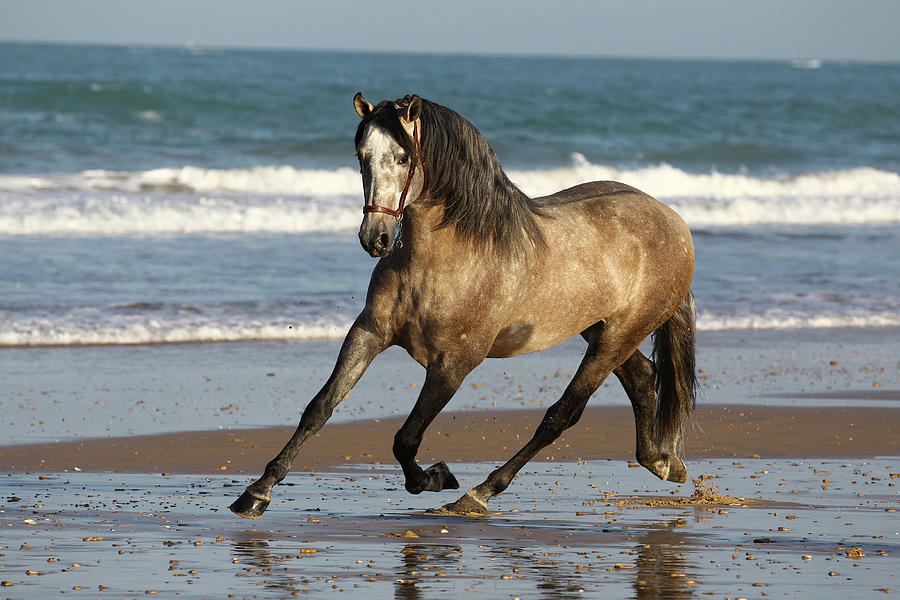 Horse Photograph - A21c4214 Pre Andalucian Stallion-coqueto-rh-yeguada Tomas Osborne, Spain by Bob Langrish