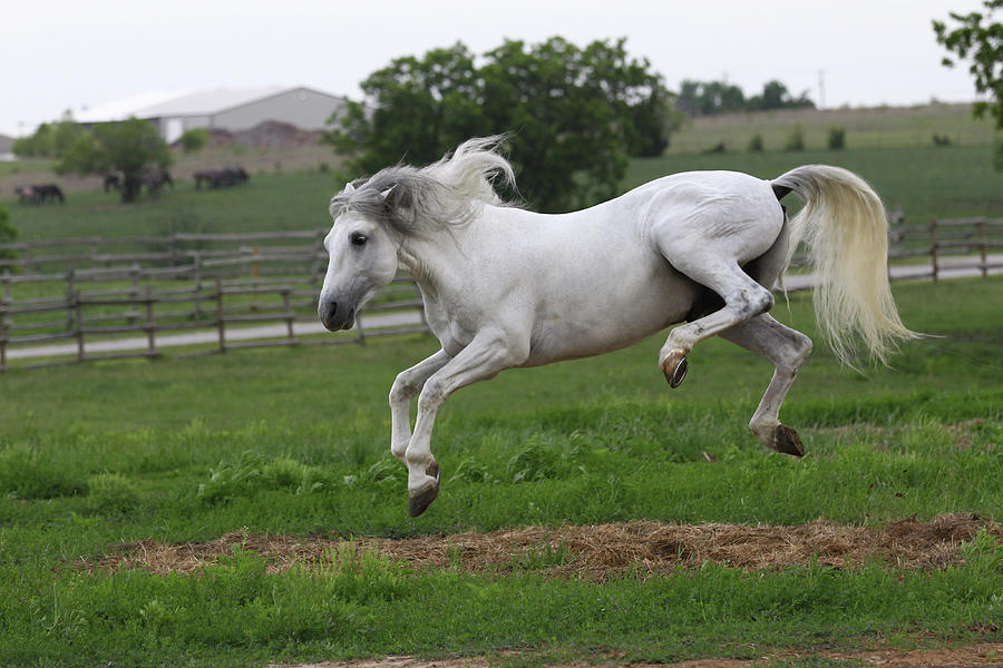 Horse Photograph - A21c9858 Bucking Andalucian Stallion-gallardo-chapel Creek Ranch, Tx by Bob Langrish
