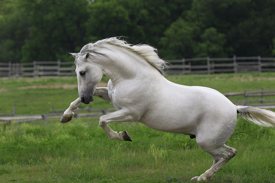 Horse Photograph - A21c9871 Bucking Andalucian Stallion-gallardo-chapel Creek Ranch, Tx by Bob Langrish