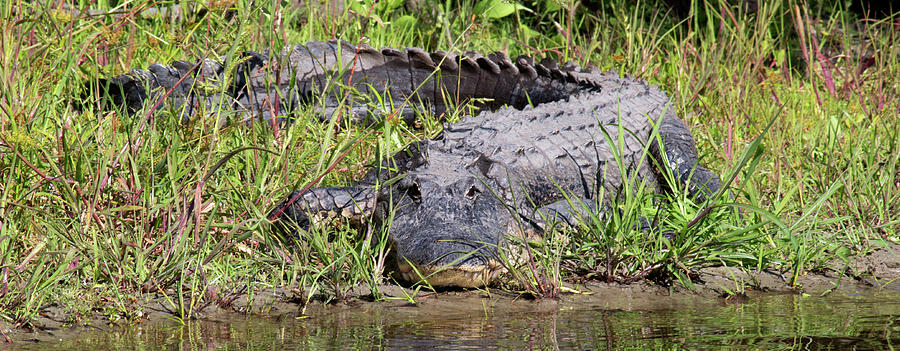 A8 Alligator On Shore Photograph by Judy Syring - Fine Art America