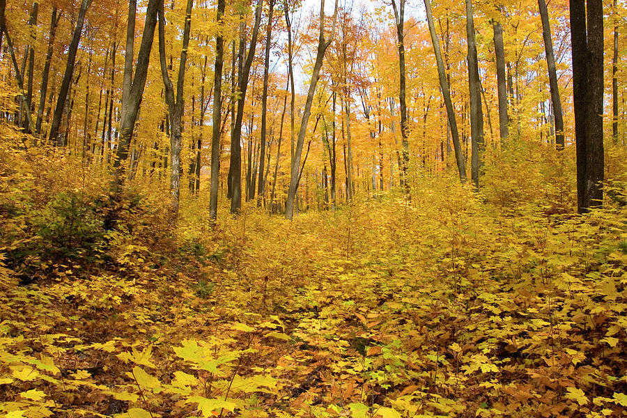 AA4 Autumn Stroll Photograph by Judy Syring Pixels