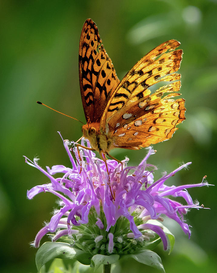 Aphrodite Fritillary with Damaged Wing Photograph by Mike Brickl - Fine ...