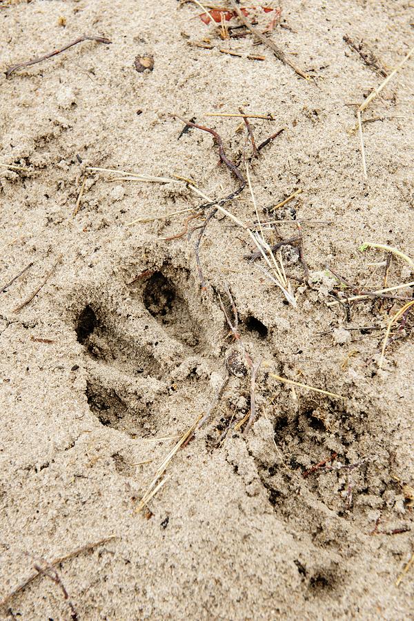 Aardvark [orycteropus Afer] Footprints Photograph by Roger De La Harpe ...