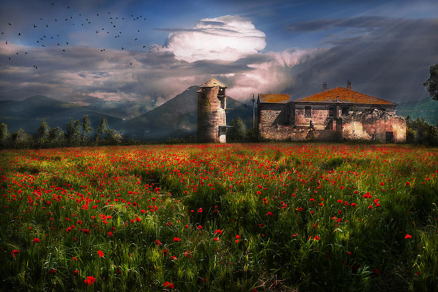 Abandoned Farmhouse With Poppy Field Photograph by Nicodemo Quaglia