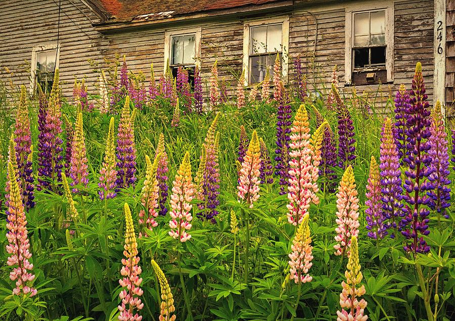 Abandoned Maine Farm Lupines Photograph by John Vose