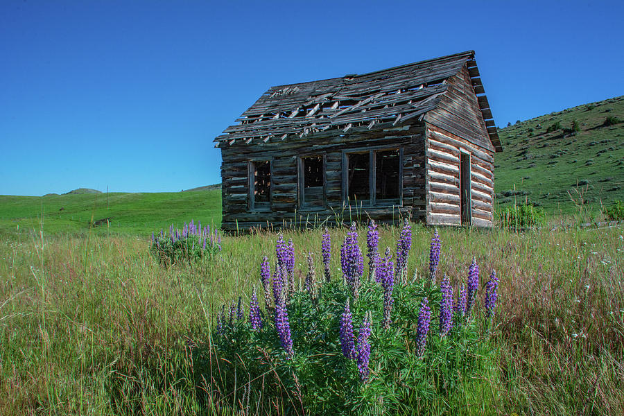 Abandoned Montana Photograph by Douglas Wielfaert