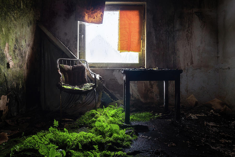 Abandoned Room with Plants Photograph by Roman Robroek