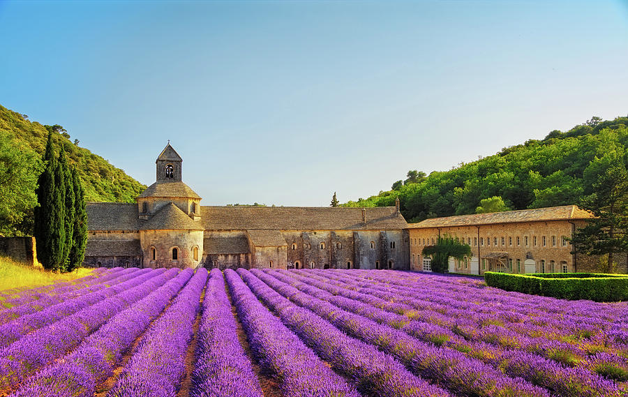 Abbey of Senanque blooming lavender flowers on sunset. Gordes, L Photograph by Stefano Orazzini
