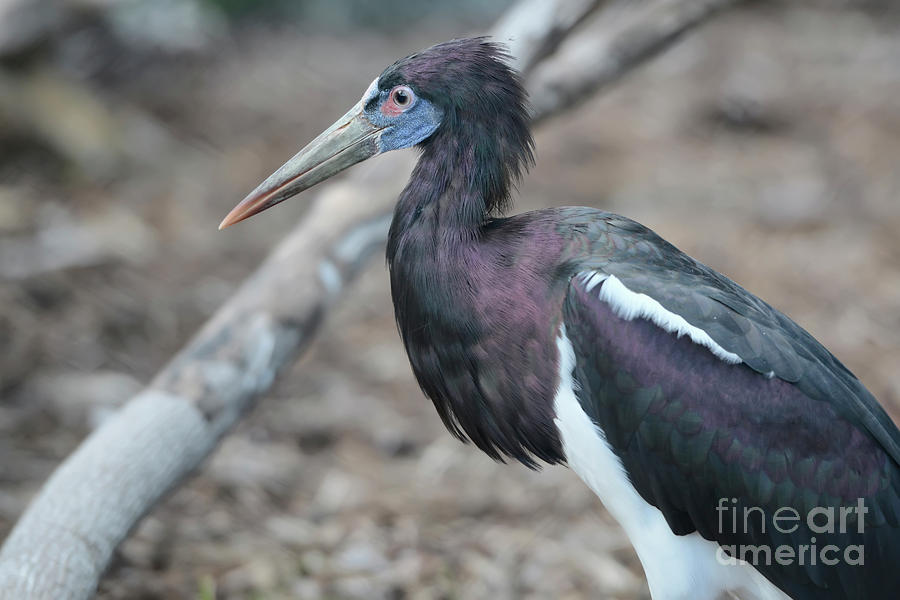 Abdims Stork Photograph by Olga Hamilton