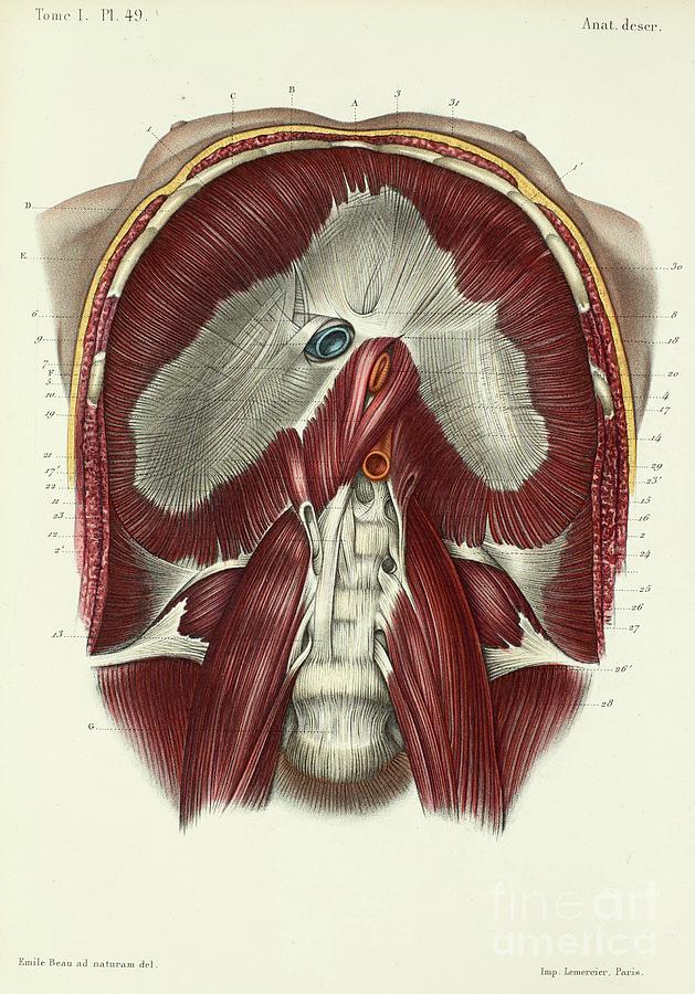 Abdomen And Lower Side Of Diaphragm Photograph by Science Photo Library