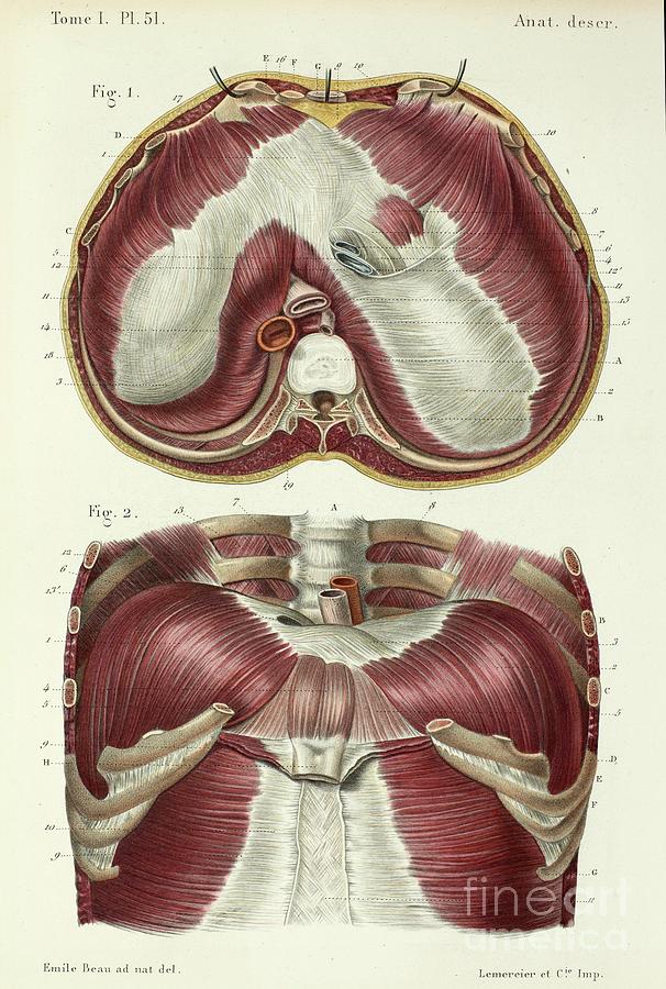 Abdomen And Upper Side Of Diaphragm Photograph by Science Photo Library