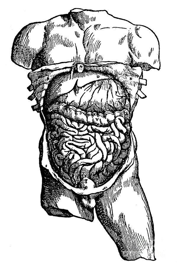 Abdominal Cavity And Its Contents, 1543 Drawing by Print Collector