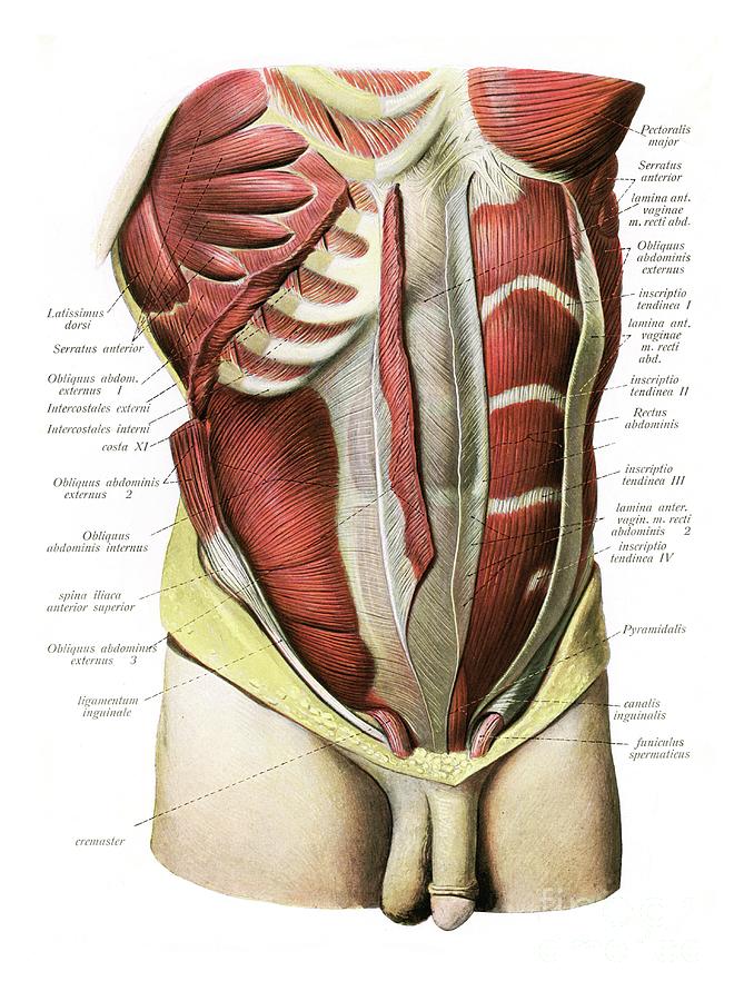 Thoracic and abdominal muscle Solid-Faced Canvas Print