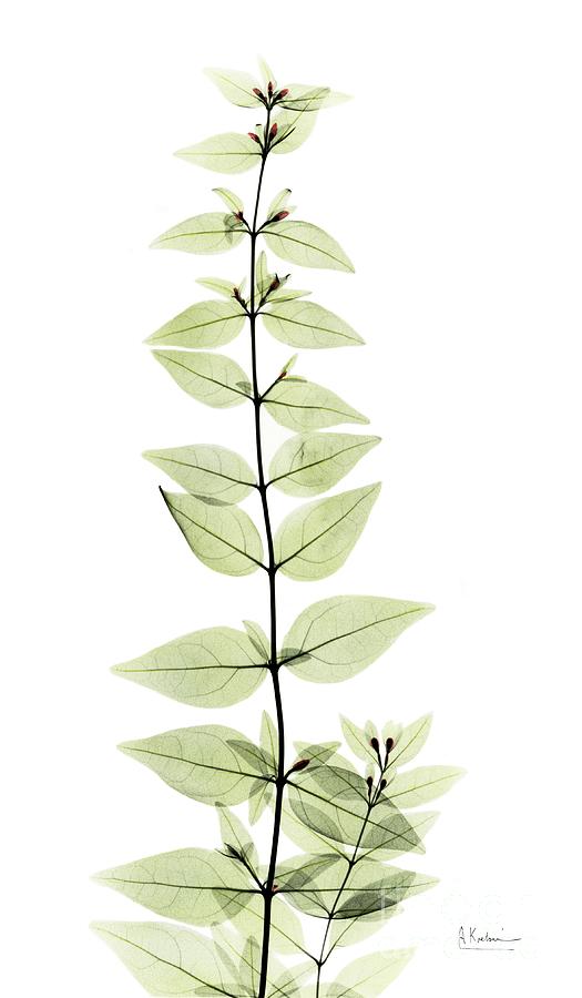 Nature Photograph - Abelia Plant by Albert Koetsier X-ray/science Photo Library