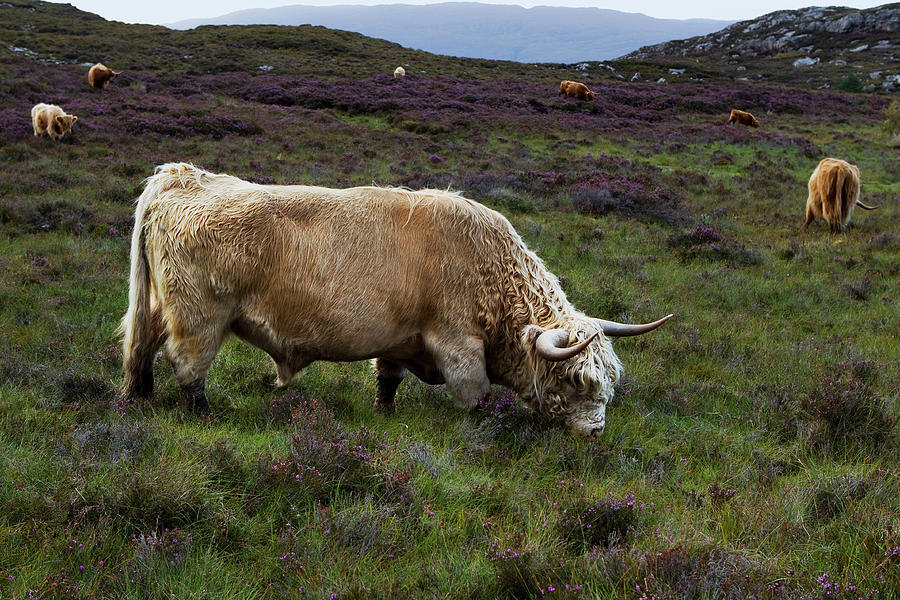 Aberdeen Angus Highland Bull Photograph by Vasilisa. Photography Realm.
