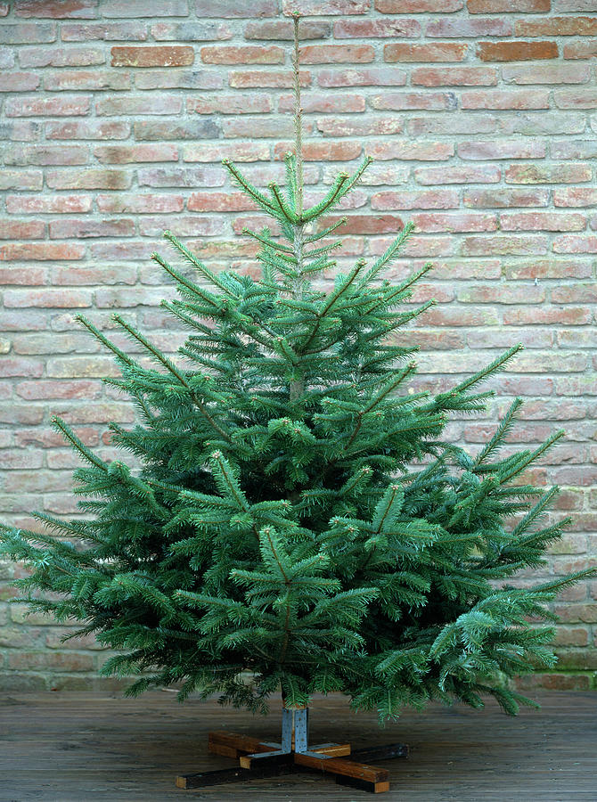 Abies Nordmanniana nordmann Fir As A Christmas Tree Photograph by Friedrich Strauss