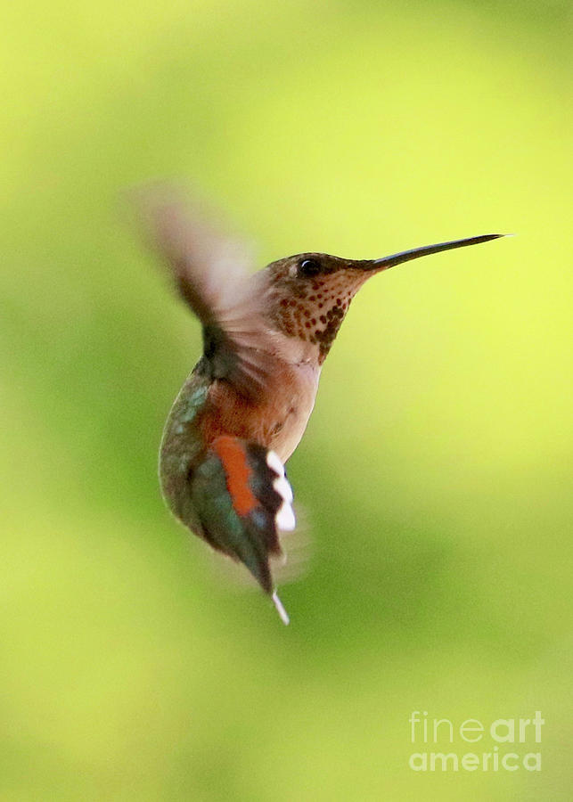Hummingbird Photograph - About Face by Carol Groenen