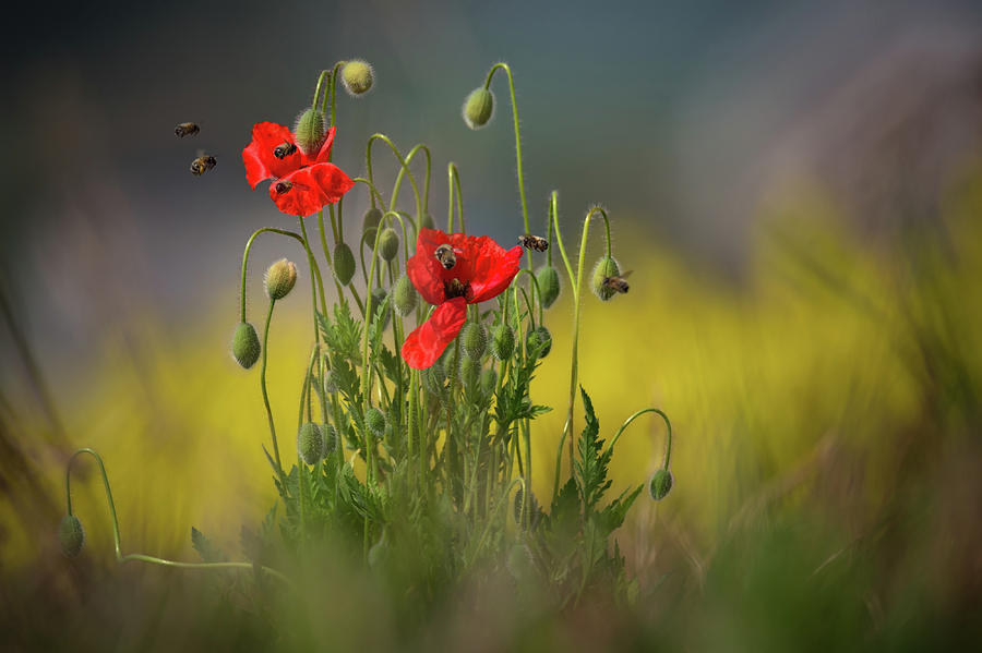 About Little Bee by Vlad Sokolovsky About Little Bee by Vlad Sokolovsky