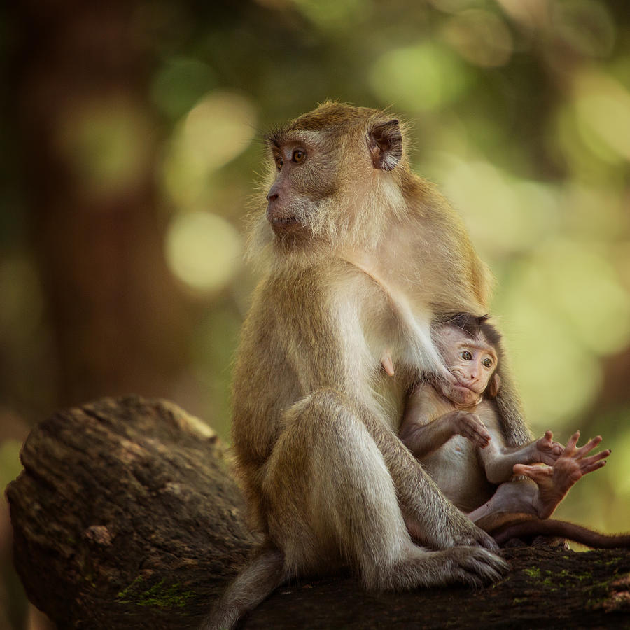 Wildlife Photograph - About Love by Gunarto Song