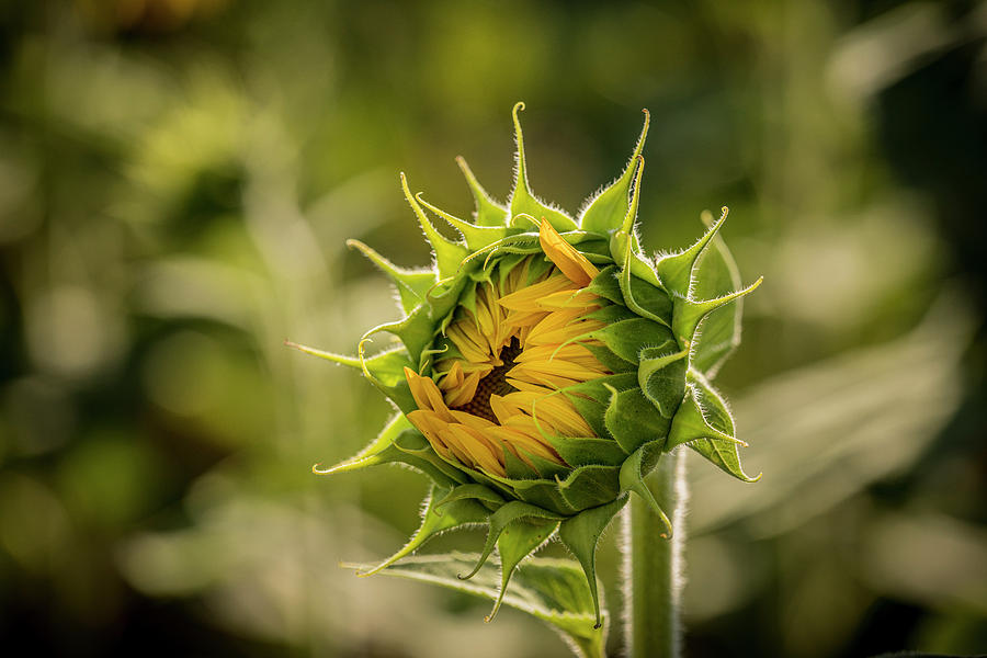 About to Be a Sunflower Photograph by Teri Virbickis